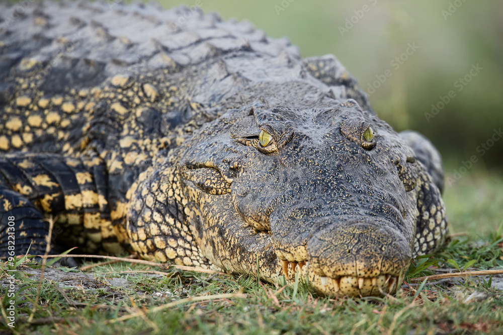 Nile Crocodile Close-Up by the Chobe River, Botswana Nile Crocodile Close-Up by the Chobe River, Botswana