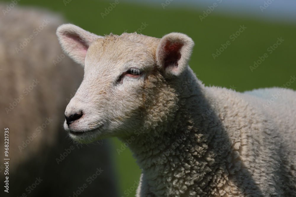 Lamm an einem Deich mit saftigem Gras Lamm an einem Deich mit saftigem Gras
