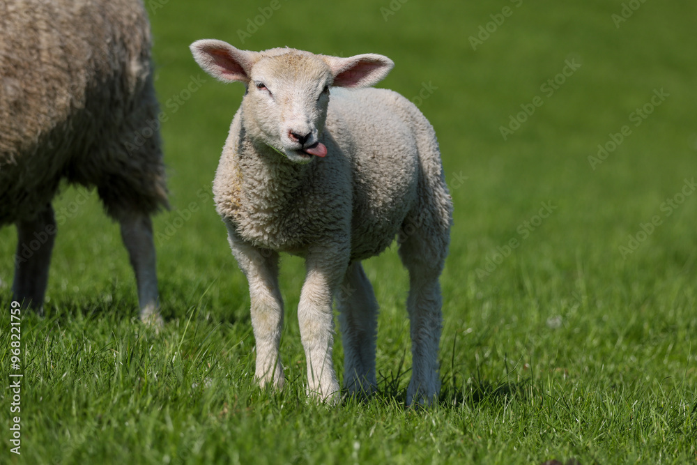 Lamm an einem Deich mit saftigem Gras Lamm an einem Deich mit saftigem Gras