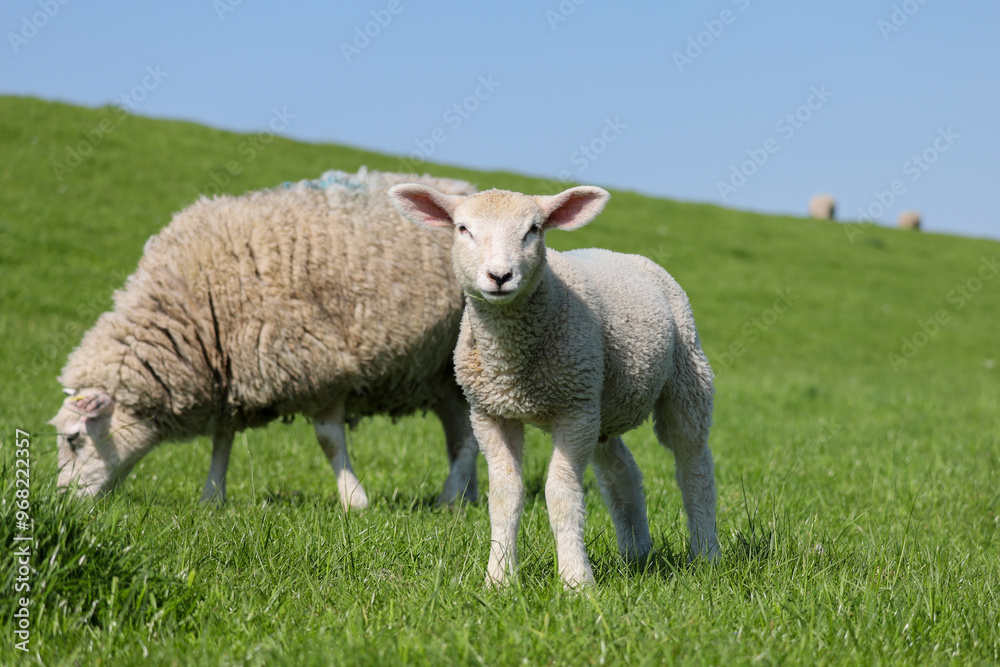 Lamm an einem Deich mit saftigem Gras Lamm an einem Deich mit saftigem Gras