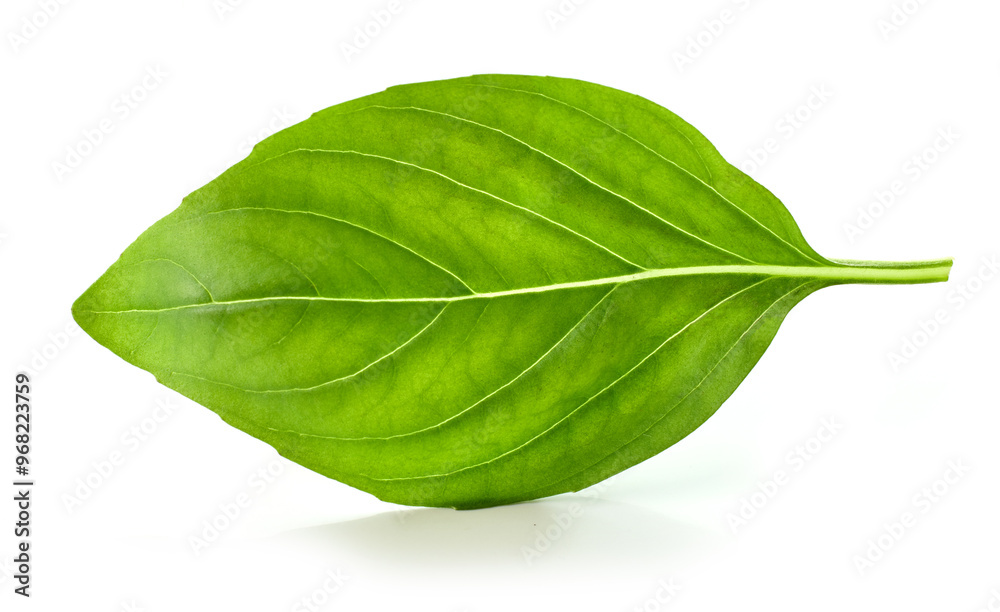 Obraz premium fresh green basil leaf