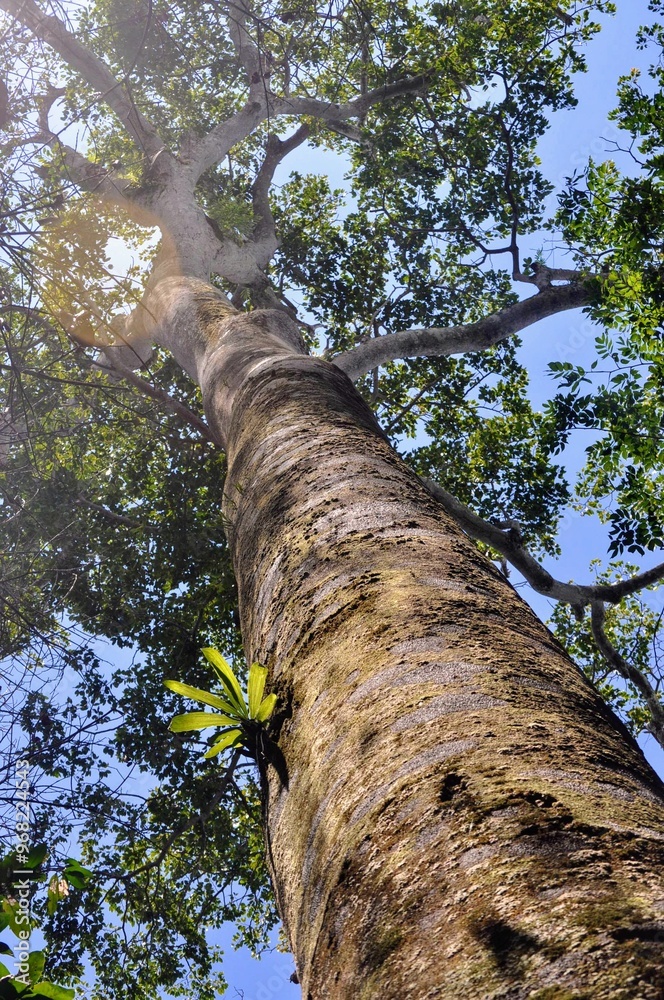 Fototapeta premium tree in the forest