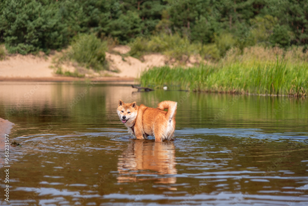 A red Shiba inu dog is standing in the water on the river on sunny summer day A red Shiba inu dog is standing in the water on the river on sunny summer day