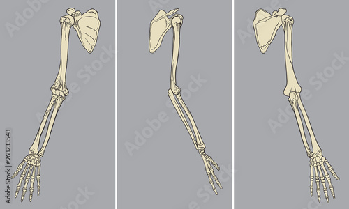 Human Arm Skeletal Anatomy Pack Vector