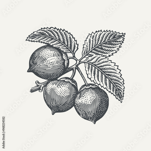 Hazelnuts. Vintage woodcut engraving style vector illustration.