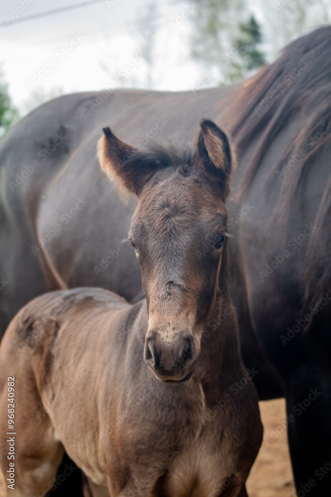 Fototapeta premium Foal portrait