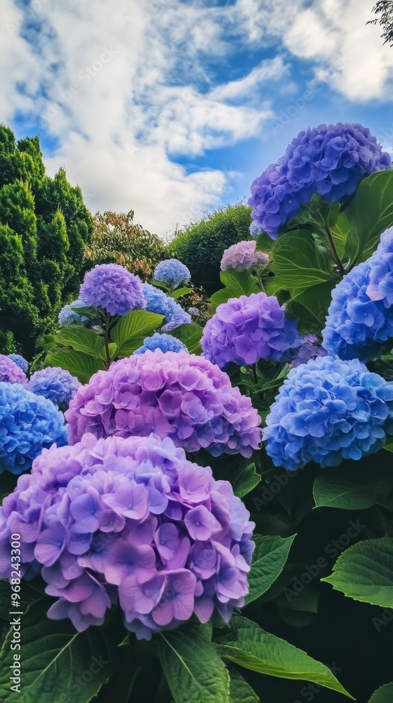 Purple and blue hydrangeas in a garden under a cloudy sky. Nature and floral concept Purple and blue hydrangeas in a garden under a cloudy sky. Nature and floral concept