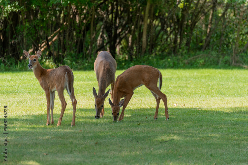 White-tailed Deer Doe And Fawns In An Urban Field In De Pere, Wisconsin, In Late Summer White-tailed Deer Doe And Fawns In An Urban Field In De Pere, Wisconsin, In Late Summer