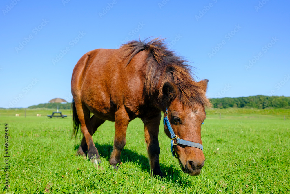 Obraz premium ミニチュアホース