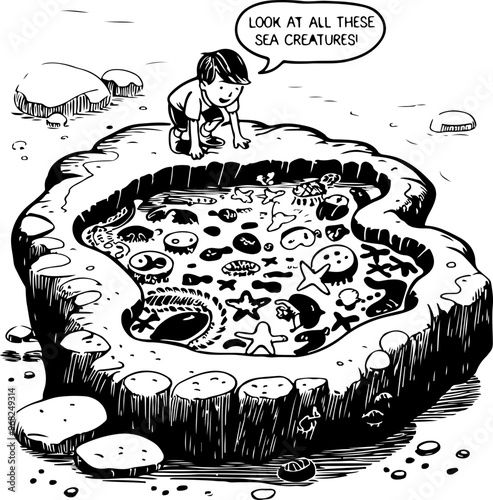 Child Discovering Sea Creatures in a Tide Pool