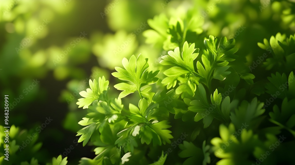 Vibrant Green Parsley Leaves in Lush Botanical Garden Setting Vibrant Green Parsley Leaves in Lush Botanical Garden Setting
