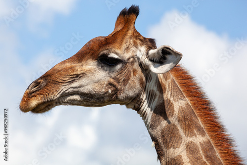 Side profile of a giraffe head photo