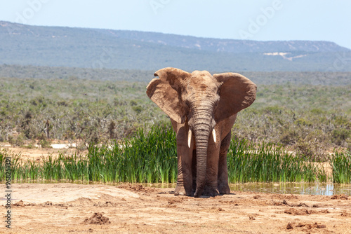 Elephants at Addo National Park in South Africa