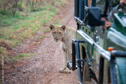 Lion standing behind a safari vehicle whilst on safari