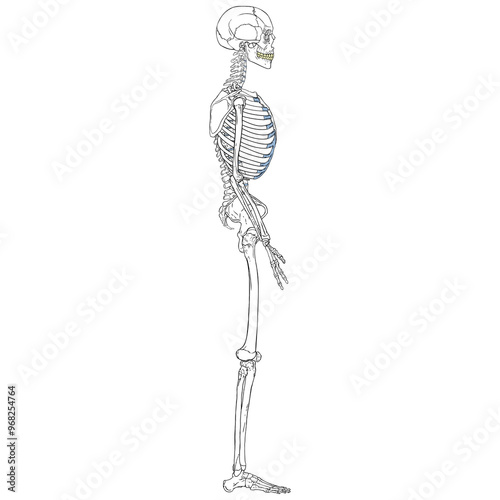 Human Skeleton Side View Anatomy Chart