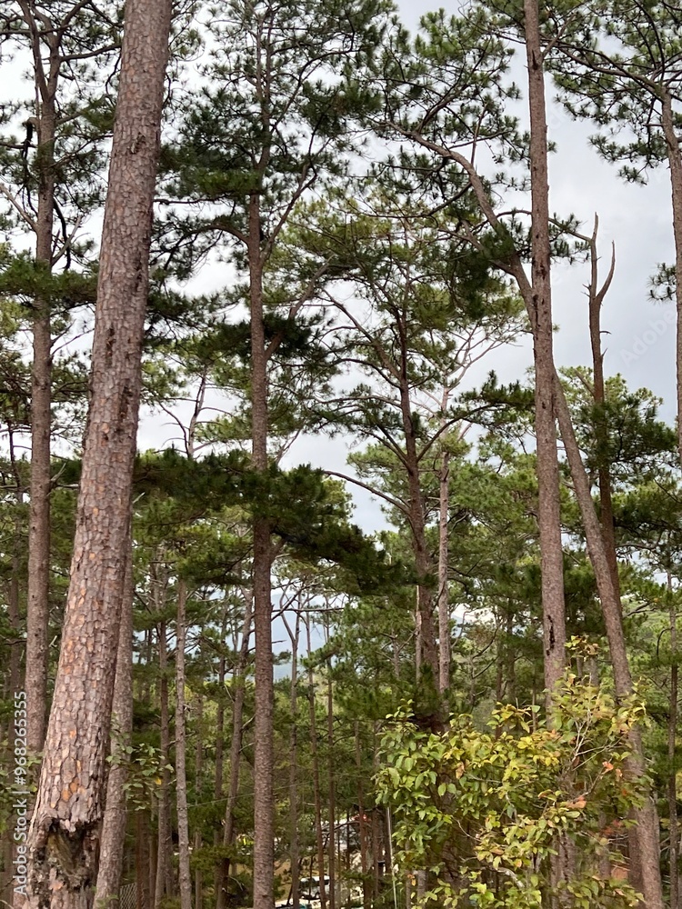 Fototapeta premium trees in the forest