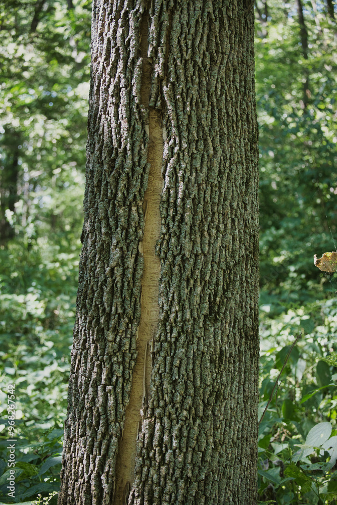 Bark on a Tree Bark on a Tree