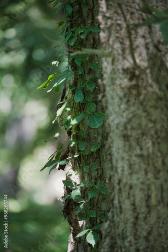 Vine Growing on Tree