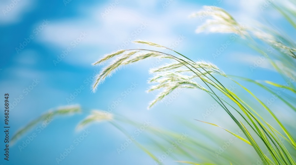 Soft focus on grass bending in a light breeze with a blue sky in the background. Soft focus on grass bending in a light breeze with a blue sky in the background.