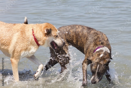 Two sibling dogs fighting and playing with each other in the water at Ocean Beach Dog Beach San DIego photo