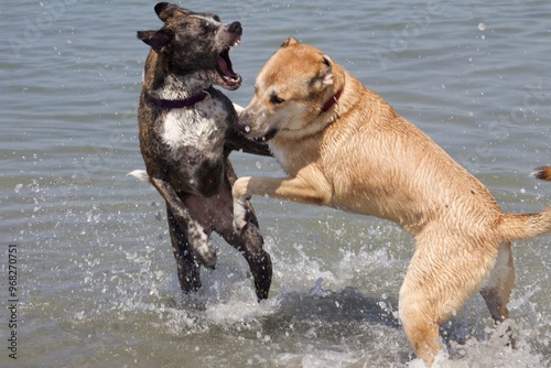 Bild auf Leinwand Two sibling dogs fighting and playing with each other in the water at Ocean Beac