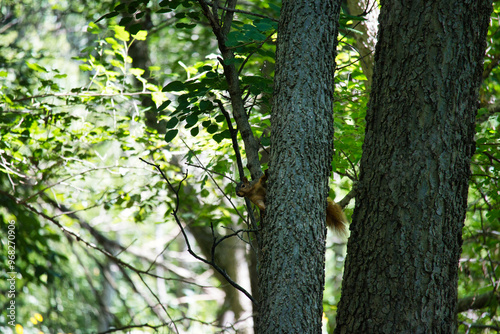 Ground Squirrel on a Tree