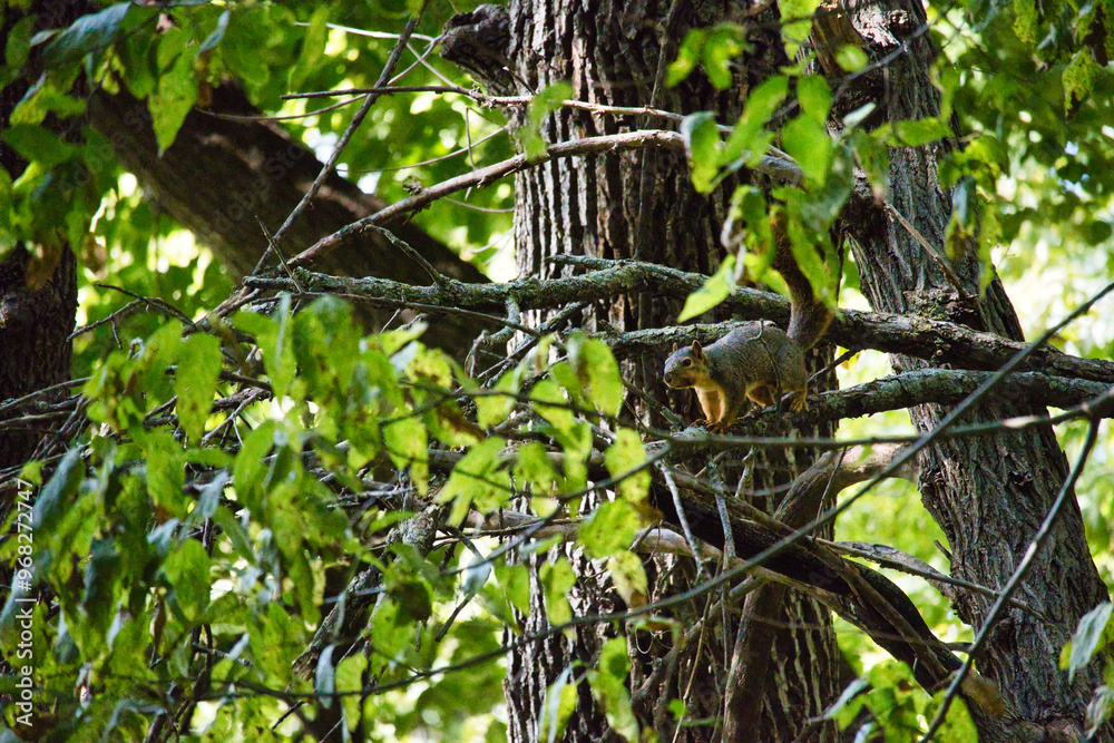 Ground Squirrel on a Tree Ground Squirrel on a Tree