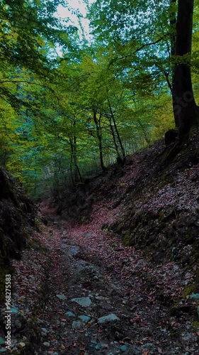 morning in the forest