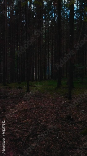 morning in the woods
