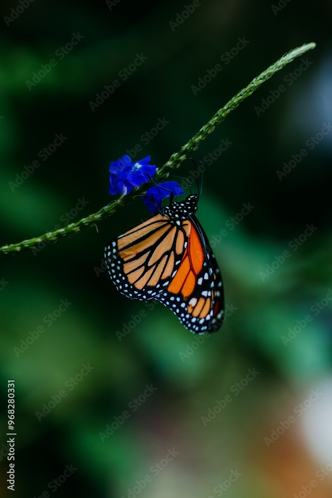 Fototapeta premium pretty butterfly garden background close up
