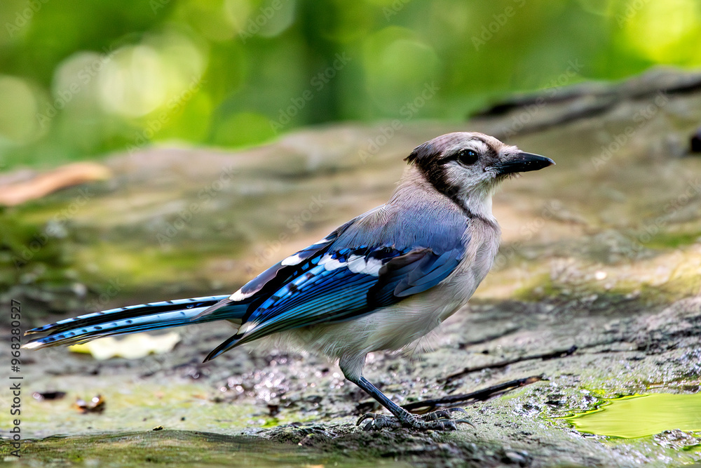 Blue Jay (Cyanocitta cristata), common in forests and urban parks Blue Jay (Cyanocitta cristata), common in forests and urban parks