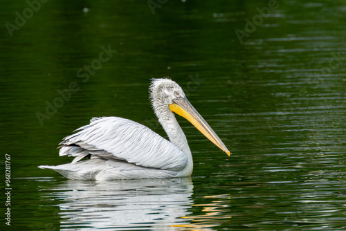 Dalmatian Pelican (Pelecanus crispus), common in freshwater lakes and rivers