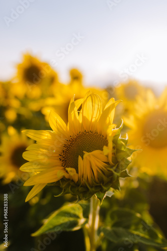 sunny golden hour sunflower farm