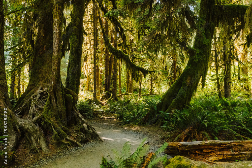 Obraz premium washington, olympic, olympic national forest, forks, hike, conifers, forest, rain forest, green, nature, woods, olympia, lush, fall, autumn, summer, holiday, explore, wanderlust, evergreen, pine