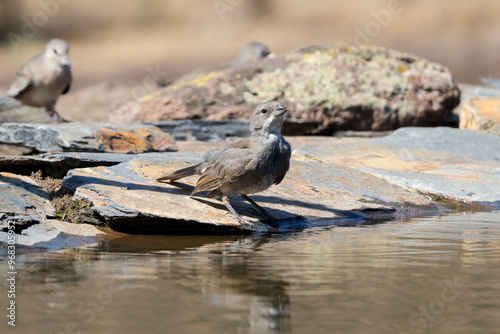 Diuca, pájaro chileno, reflejada en el agua