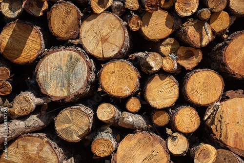Pile of firewood in the forest, closeup of photo. Pile of sawn tree trunks in a forest. Woodpile texture.