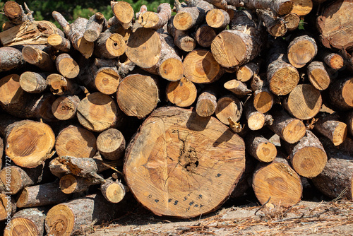 Pile of firewood in the forest, closeup of photo. Pile of sawn tree trunks in a forest. Woodpile texture.