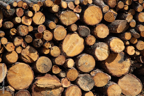 Pile of firewood in the forest, closeup of photo. Pile of sawn tree trunks in a forest. Woodpile texture.