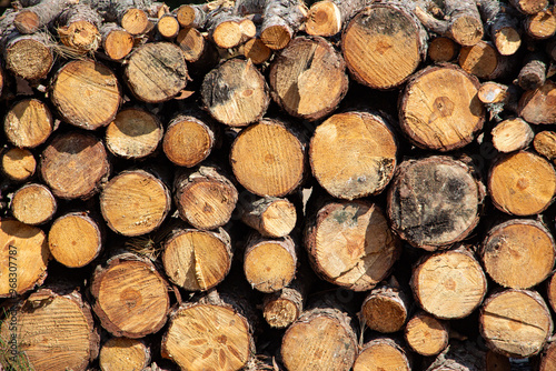 Pile of firewood in the forest, closeup of photo. Pile of sawn tree trunks in a forest. Woodpile texture.