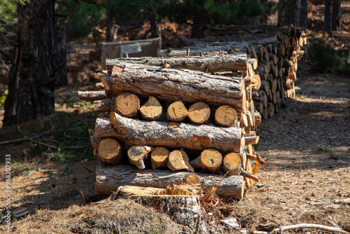 Pile of chopped firewood in forest. Firewood stacked on top of each other. Pile of sawn tree trunks in the forest, ready for winter. Woodpile of cut tree trunks in pine forest. 