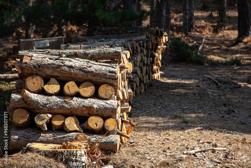 Pile of chopped firewood in forest. Firewood stacked on top of each other. Pile of sawn tree trunks in the forest, ready for winter. Woodpile of cut tree trunks in pine forest. 