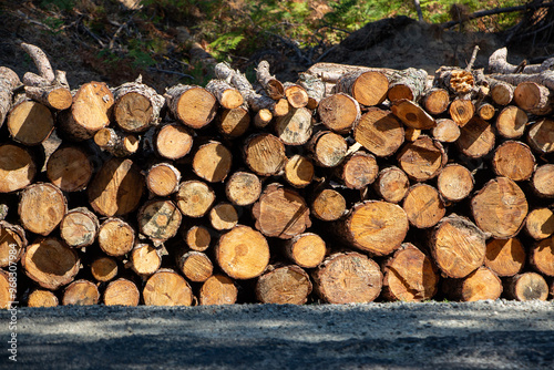 Pile of chopped firewood in forest. Firewood stacked on top of each other. Pile of sawn tree trunks on the road, ready for winter. Woodpile of cut tree trunks in pine forest. 