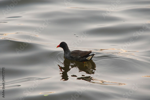 Gallinula galeata Bird at Lagoon  photo