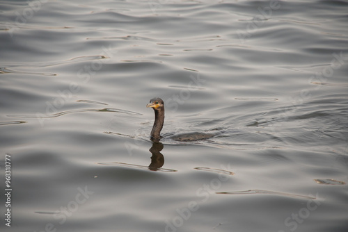 Nannopterum brasilianum bird on the water photo