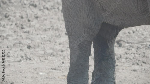 a high frame rate close up shot of a male elephant with a trickle of urine during musth at pilanesberg national park in south africa photo