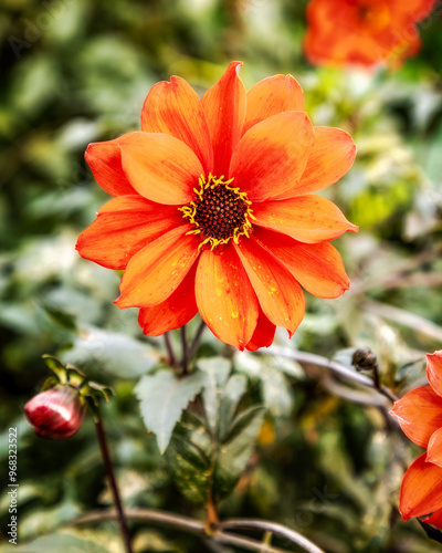 Orange dahlia Bishop of Llandaff in garden photo