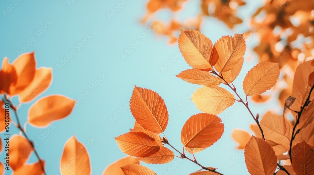 A close-up of orange autumn leaves on a tree branch, set against a clear blue sky.