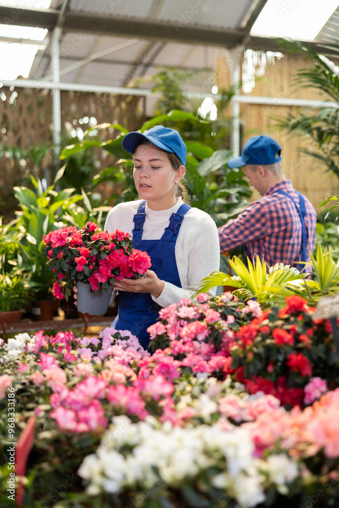 Fototapeta premium Young female saleswoman in uniform holding pot of azalea in flower shop