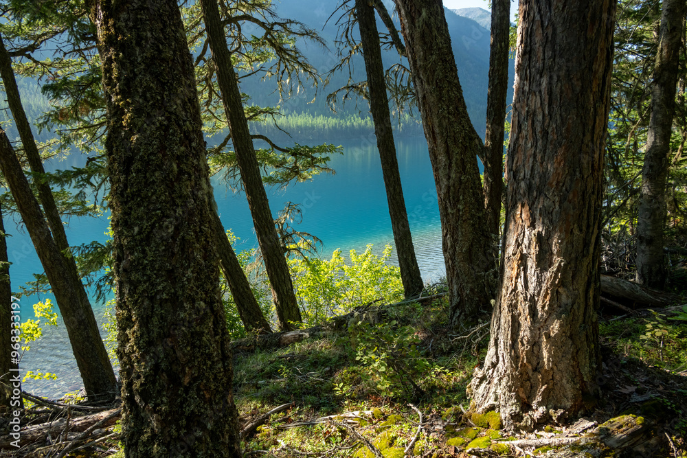 Forest Floor Drops Into The Blue Waters Of Bowman Lake Forest Floor Drops Into The Blue Waters Of Bowman Lake
