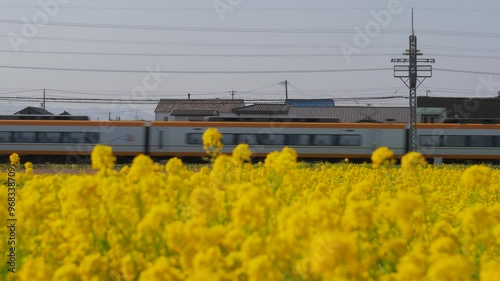 菜の花畑と電車　三重県　明和町
